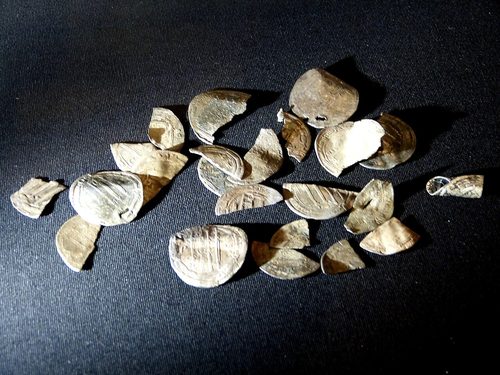 Islamic silver coins cut into pieces, 8th-9th century, from Uppåkra, Sweden; Lund University Historical Museum, shown in Rosenheim in 2016.