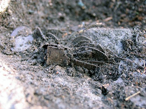 Coins of the Sundveda Hoard in the ground during the 2008 excavation.